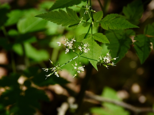 {Osmorhiza claytonii}